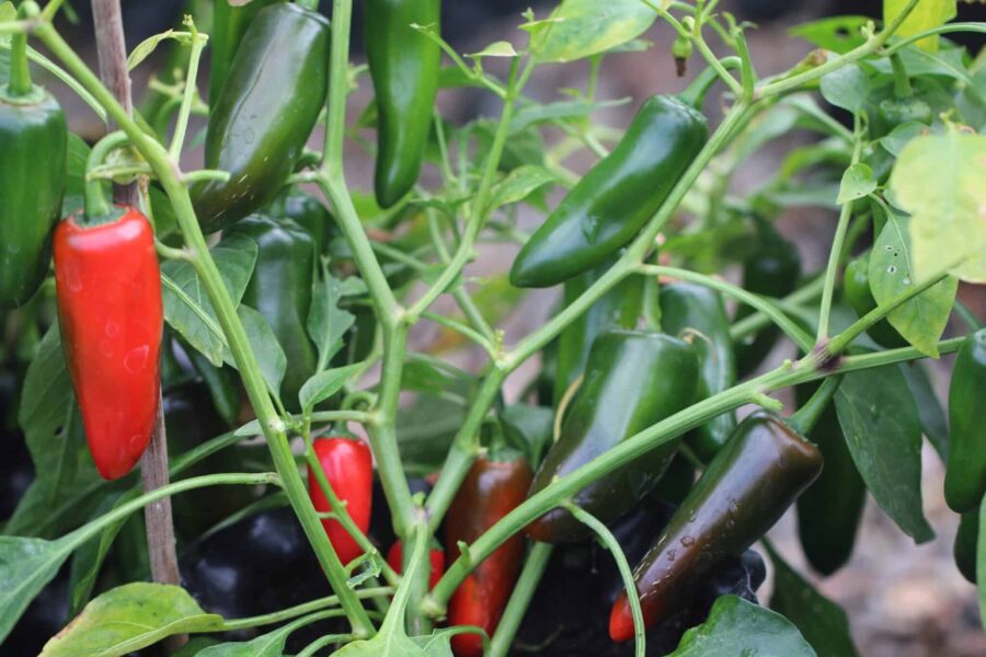 Jalapeno Pot-a-peno frön – kompakt krukchili med röda frukter | TummelstaChili