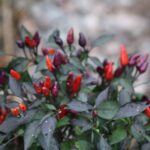 Odla Explosive Ember