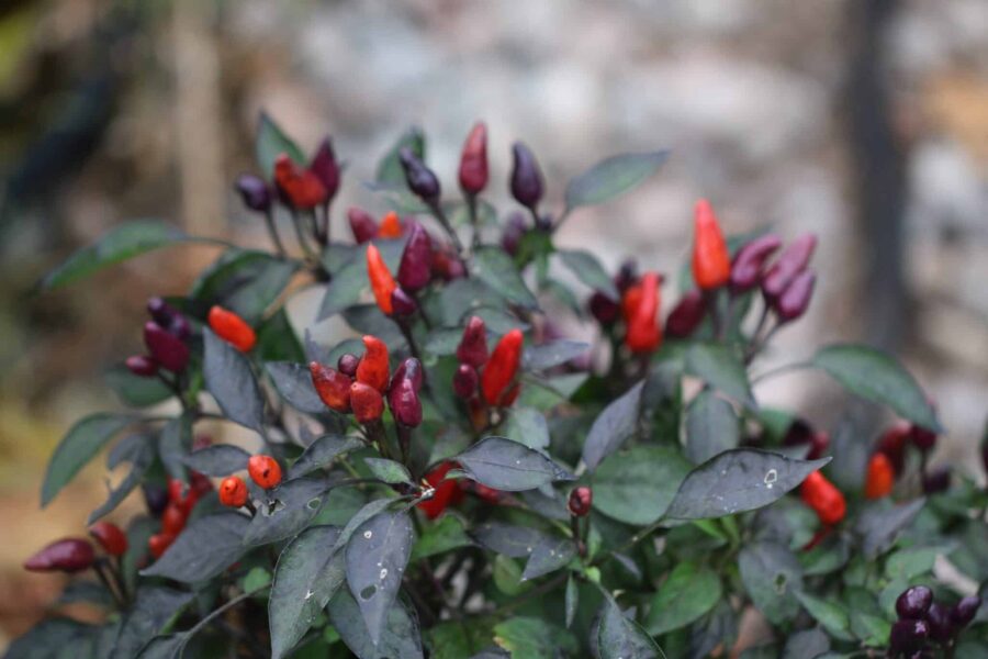 Explosive Ember chilifrön – lila prydnadschili med uppåtriktade frukter | TummelstaChili