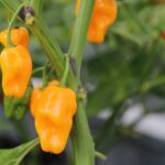 Odla Trinidad Perfume