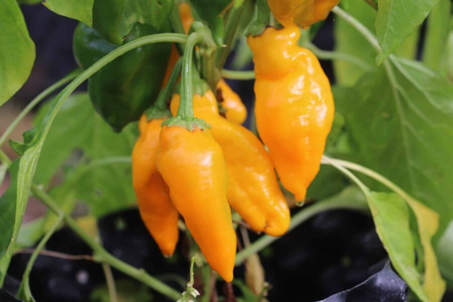 Monkey Face Yellow chili – gula frukter med unik apformad buckla | TummelstaChili