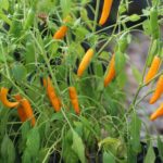 Odla Costeno Amarillo