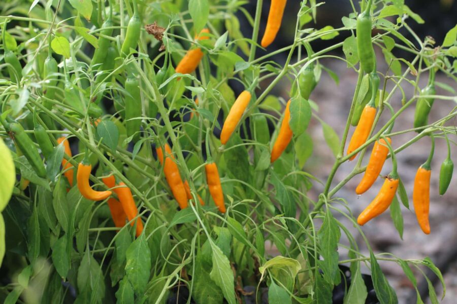 Costeno Amarillo chili – orange mexikanska torkfrukter från Oaxaca | TummelstaChili