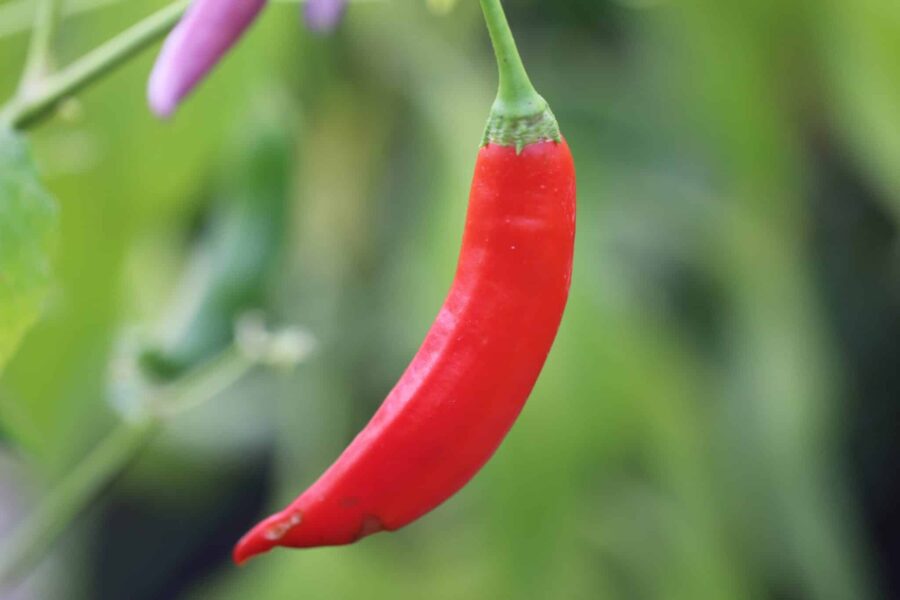 Aji Colorado chilifrön – peruansk röd andeschili för torkning | TummelstaChili