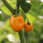 Odla Carolina Reaper Yellow
