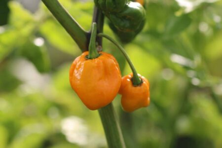 Carolina Reaper Yellow