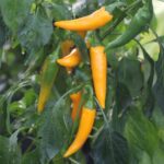 Odla Bulgarian Carrot