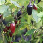 Odla Jalapeno Purple