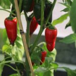 Odla Biker Bill's Jalapeno