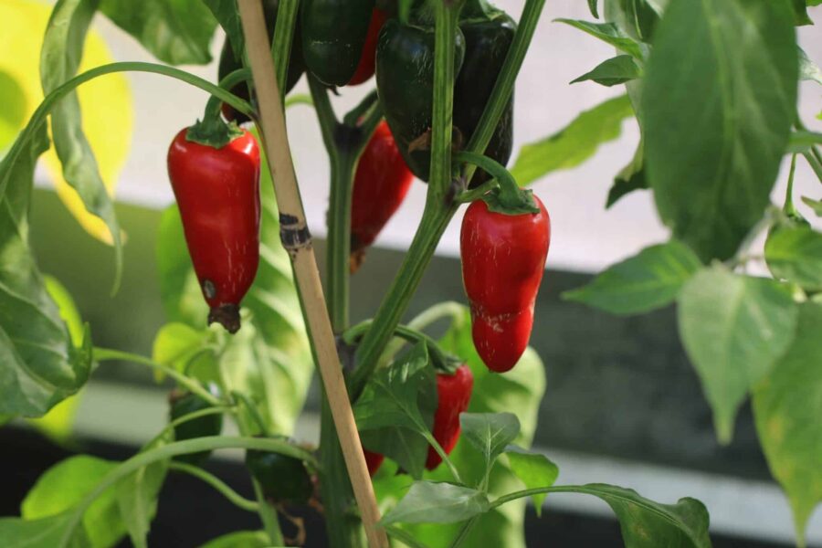 Biker Bill's Jalapeno chilifrön – hetare jalapeno med röda frukter | TummelstaChili