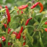 Rooster Spur