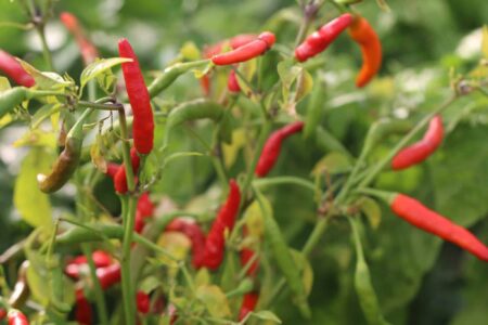 Rooster Spur