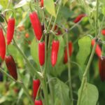 Odla Serrano Tampiqueno