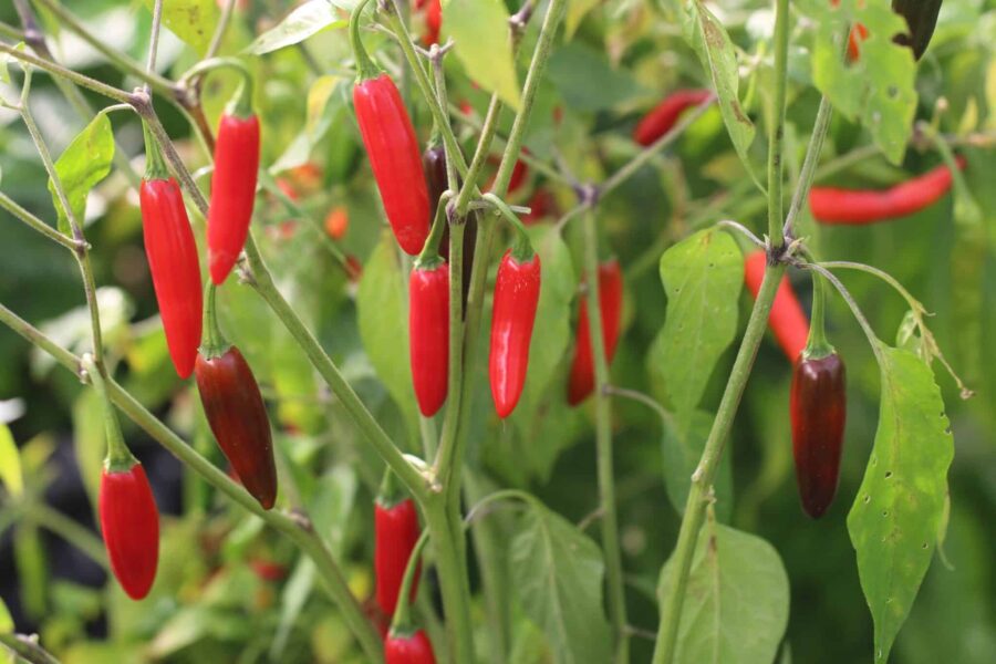 Serrano Tampiqueno chilifrön – klassisk mexikansk serrano med röda spetsiga frukter | TummelstaChili