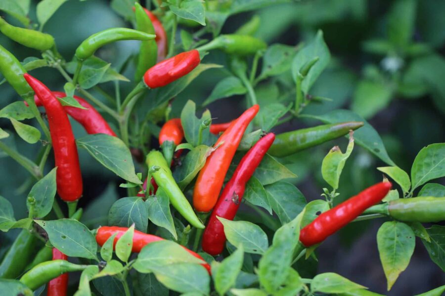 Thai Dragon chilifrön – klassisk thailändsk chili med uppåtriktade röda frukter | TummelstaChili