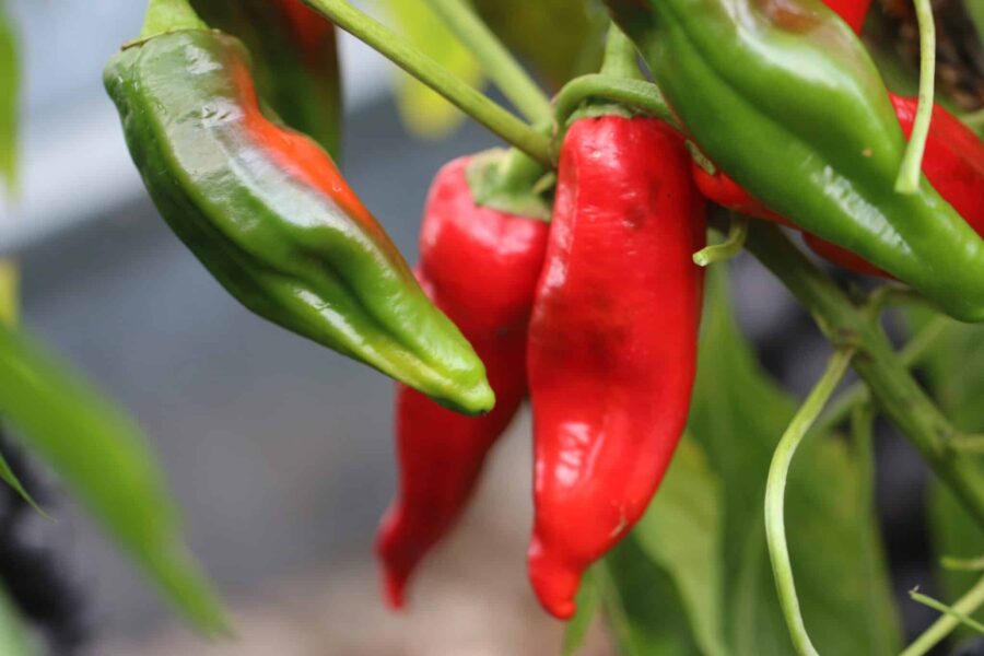 Georgia Flame chilifrön – tjock röd paprika från Georgien | TummelstaChili