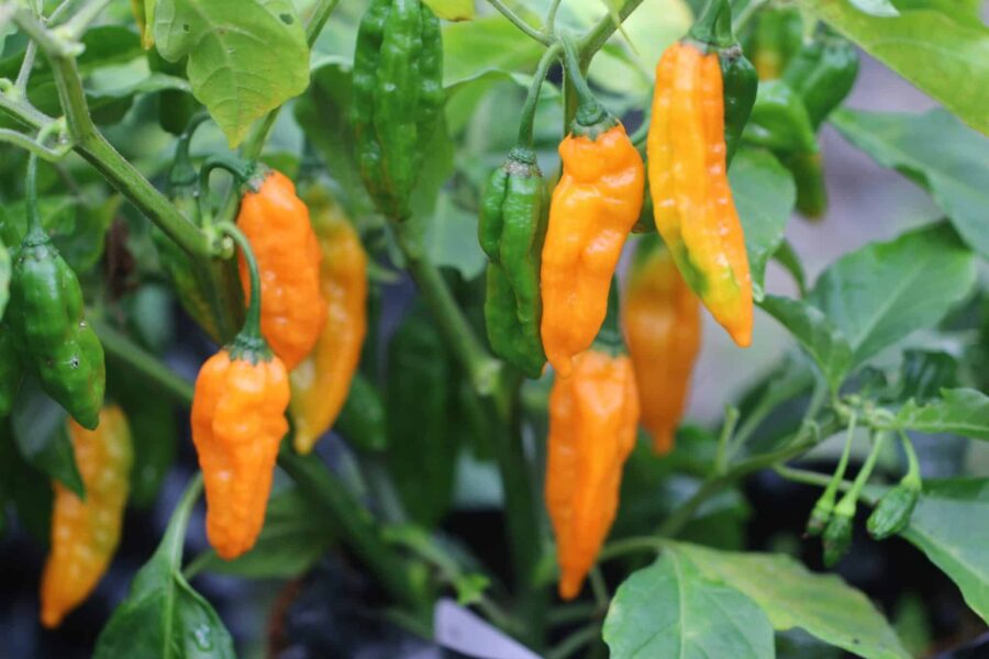 Carbonero chilifrön – orange diamantformade frukter från Florida | TummelstaChili