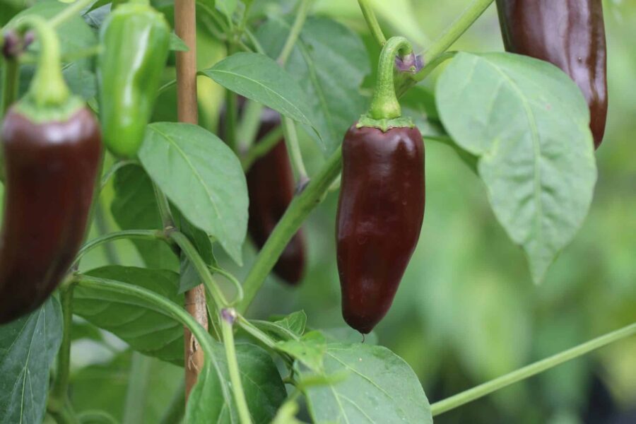 Jalapeno Brown chilifrukt i brunröd färg – perfekt för chipotle-rökning | TummelstaChili