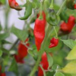 Odla Hot Paper Lantern