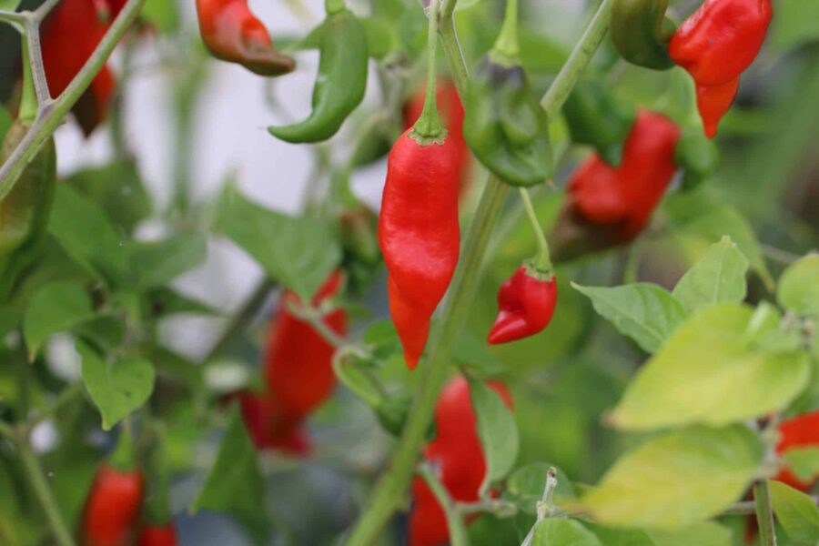 Hot Paper Lantern chilifrön – eleganta röda lanternformade habanero-frukter | TummelstaChili