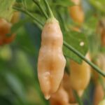 Odla Sugar Rush Peach