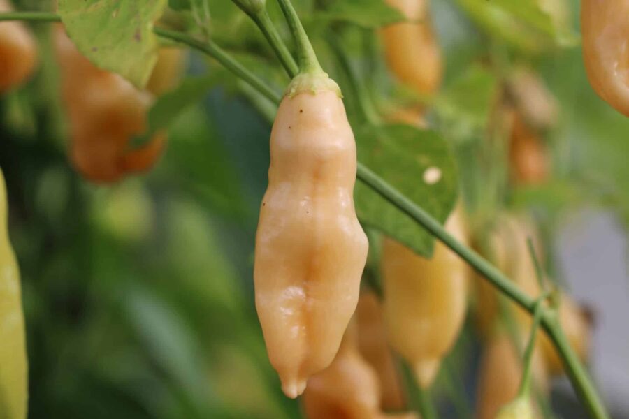 Sugar Rush Peach chilifrukter i vacker persikofärg – fruktig baccatum-sort | TummelstaChili