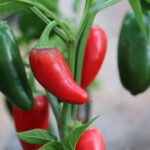 Odla Jalapeno Grande