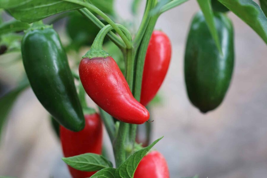 Jalapeno Grande chilifrön – stor mexikansk jalapeño med tjockt kött | TummelstaChili