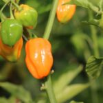 Odla Habanero Burning Bush