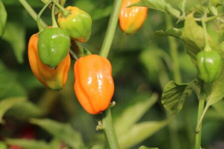 Habanero Burning Bush