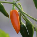 Odla Thai Large Orange