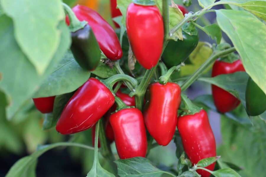 Jalapeno Mucho Nacho frön – jättestor jalapeño med tjocka väggar för fyllning | TummelstaChili