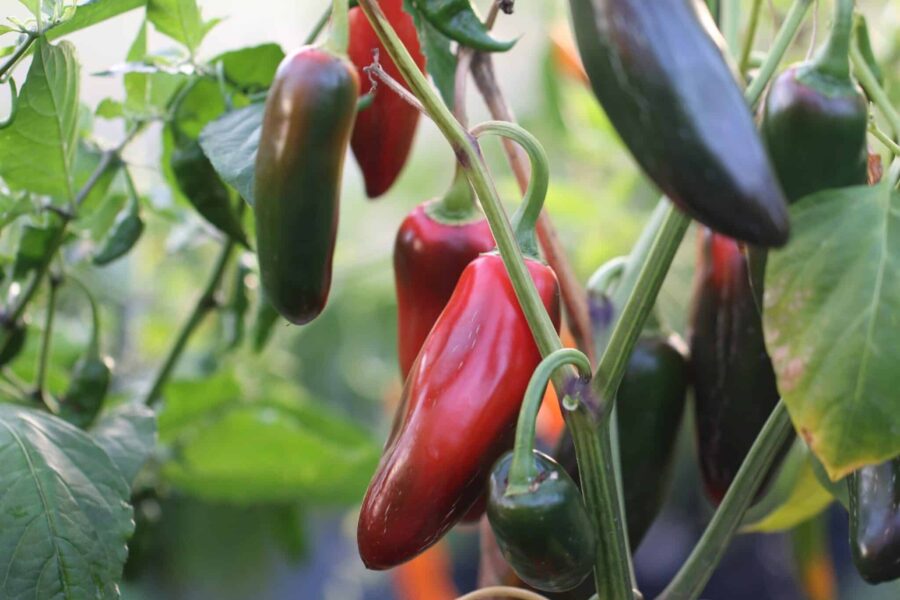 Jalapeno TAM frön – mild universitetsförädlad jalapeño från Texas A&M | TummelstaChili