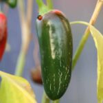 Odla Jalapeno Felicity