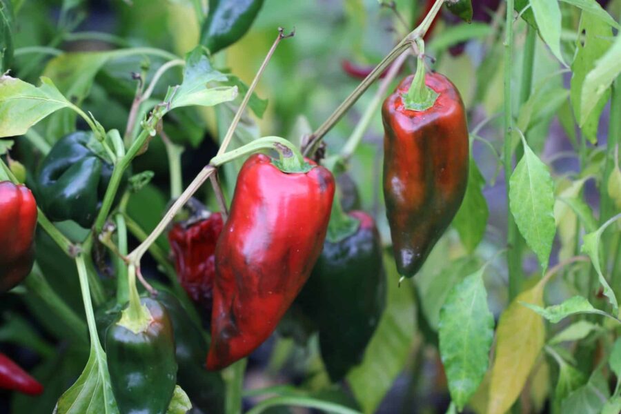 Ancho Grande chilifrön – stora hjärtformade mörkröda frukter för mexikansk mole | TummelstaChili