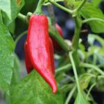 Odla Numex Joe E Parker