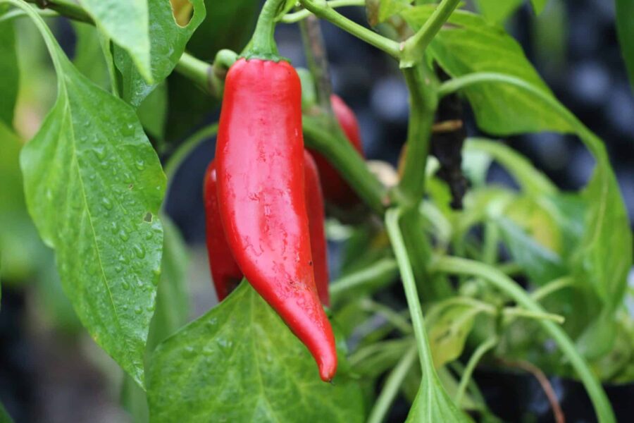 Numex Joe E Parker frön – klassisk New Mexico-chili för rostning | TummelstaChili