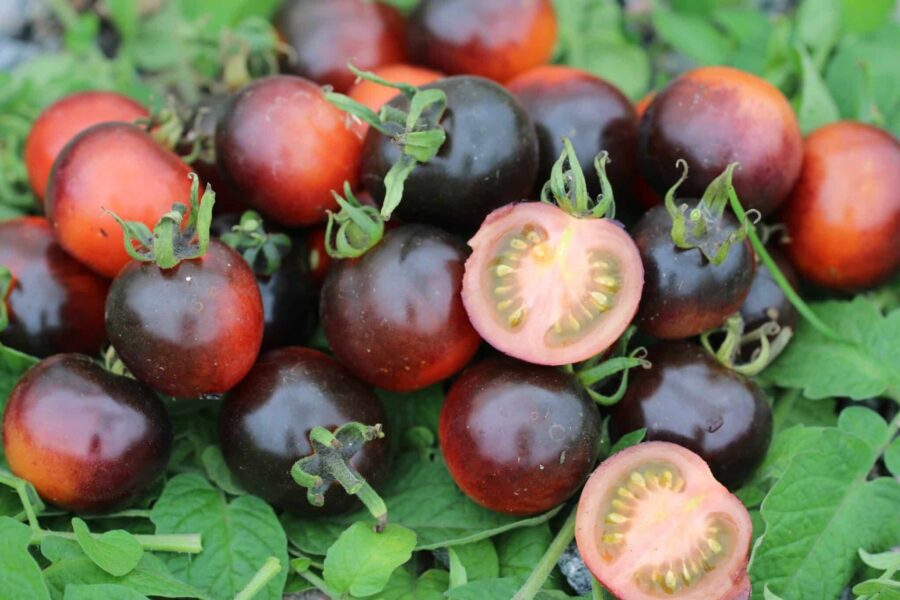 Blackball tomatfrön – nästan helt svart körsbärstomat med antocyaner | TummelstaChili