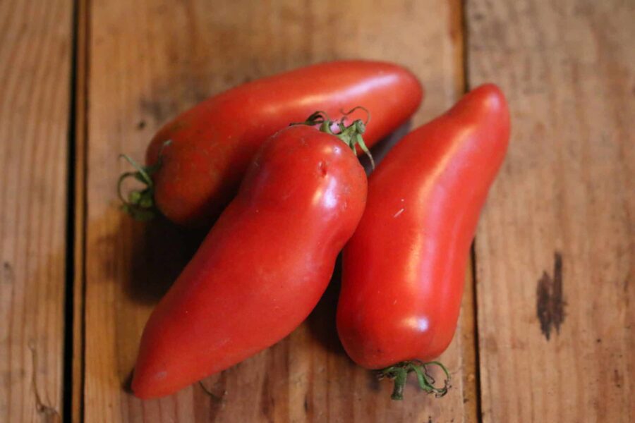 Jersey Devil tomatfrön – långa pepparformade röda frukter perfekta för såstillverkning | TummelstaChili