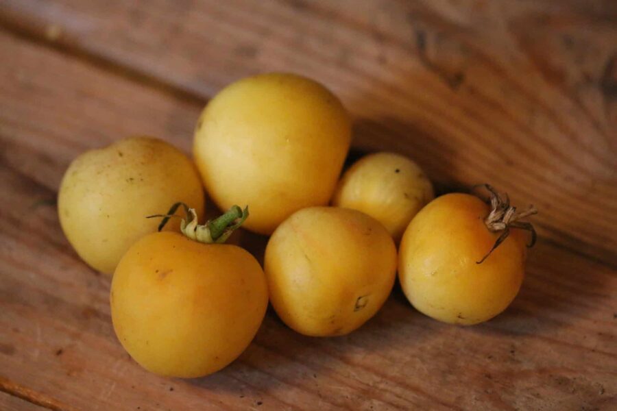 Garden Peach tomatfrön – gulrosa luddig persikotomat från 1890 | TummelstaChili