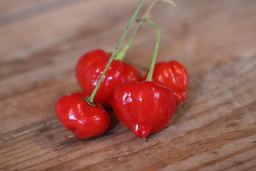 Peito de Moça chilifrön – brasiliansk prydnadschili med röda päronformade frukter | TummelstaChili