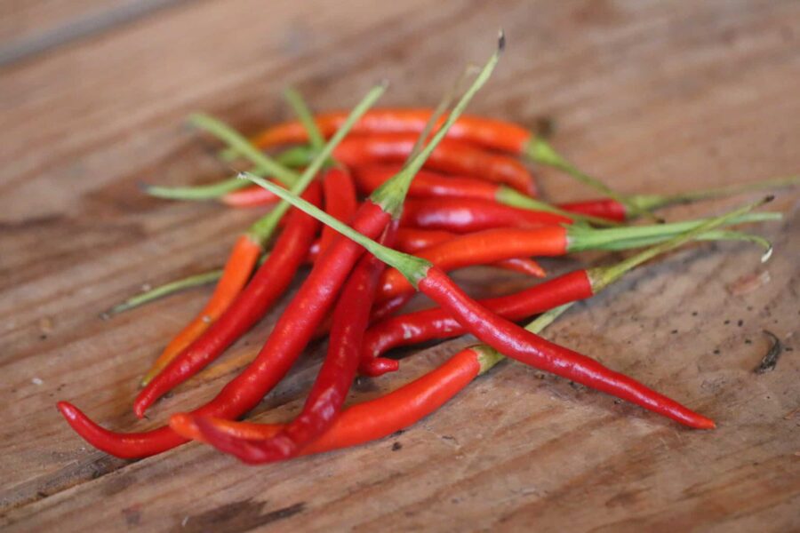 Cola de Rata chili – mexikansk råttsvans-formad chili med röda, smala frukter | TummelstaChili