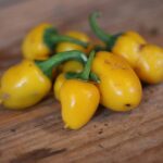 Odla NuMex Lemon Spice