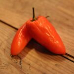 Odla Tangerine Dream