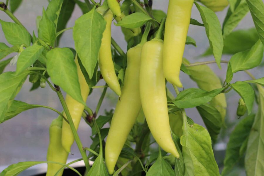 Sweet Banana chilifrön – långa gula bananformade frukter | TummelstaChili