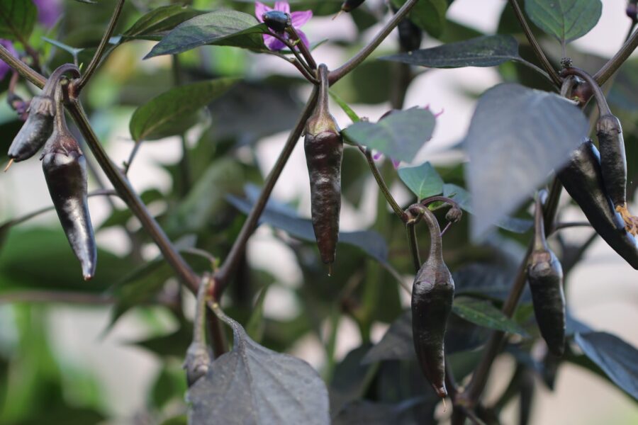 Count Dracula chilifrön – svart prydnadschili med mörklila blommor | TummelstaChili