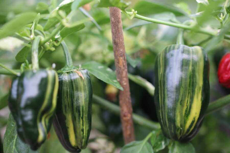 Bryans Blood chili med variegerade blad och röda frukter – mild och smakrik | TummelstaChili