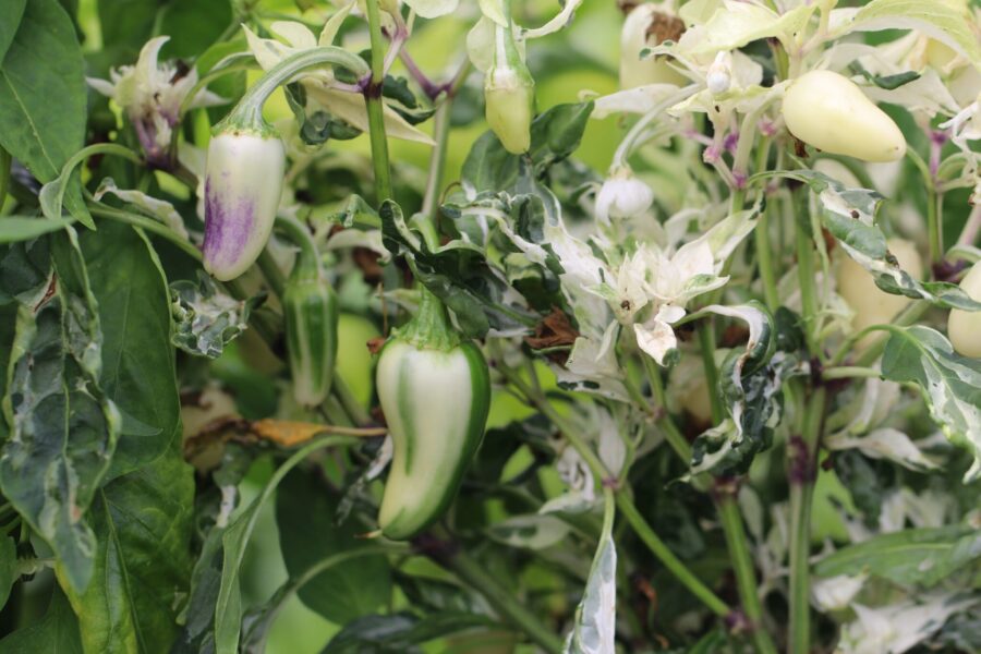 Mattapeno chilifrön – variegerad jalapeño med vitrandiga frukter | TummelstaChili