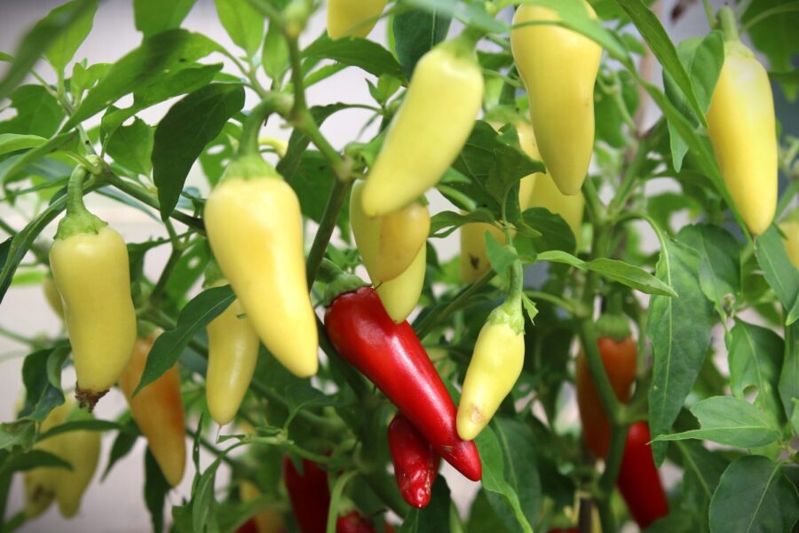 Cascabella chilifrön – små koniska gula och röda frukter | TummelstaChili