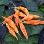 Odla Sugar Rush Stripey